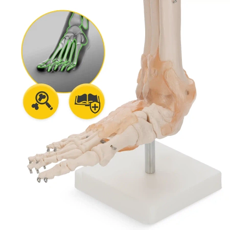 Articulația gleznei cu ligamente la scară 1:1 - model anatomic