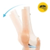 Articulația genunchiului - model anatomic