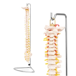 Coloana vertebrală umană - model anatomic