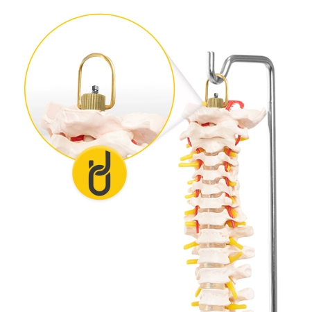 Coloană vertebrală umană cu pelvis - model anatomic