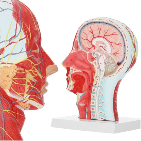 Cap uman în secțiune transversală la scara 1:1 - model anatomic