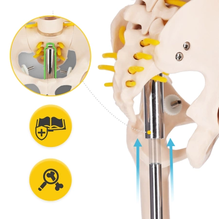 Schelet uman 85 cm - model anatomic