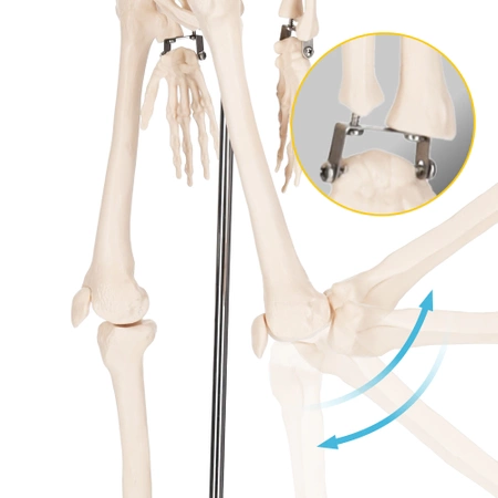 Schelet uman 85 cm - model anatomic