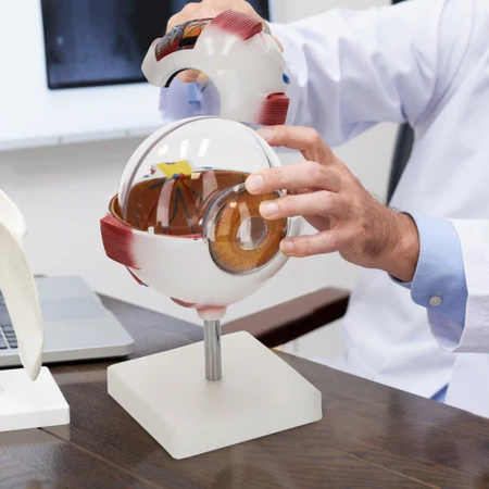 Ochi uman - model anatomic 3D gigant