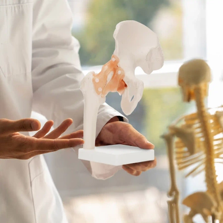 Articulația șoldului cu ligamente la scara 1:1 - model anatomic