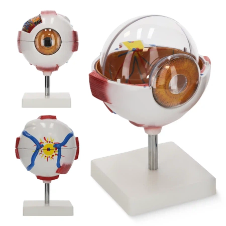 Ochi uman - model anatomic 3D gigant