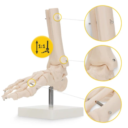 Articulația gleznei la scară 1:1 - model anatomic