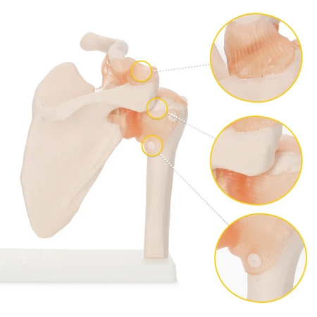 Articulația umărului cu ligamente la scara 1:1 - model anatomic