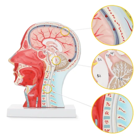 Cap uman în secțiune transversală la scara 1:1 - model anatomic