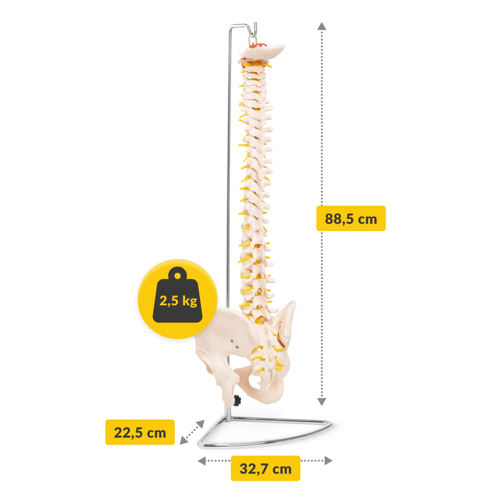 Model anatomic de coloană vertebrală umană cu pelvis