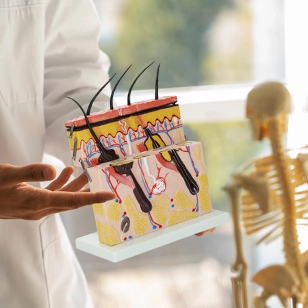 Piele umană în secțiune transversală - model anatomic